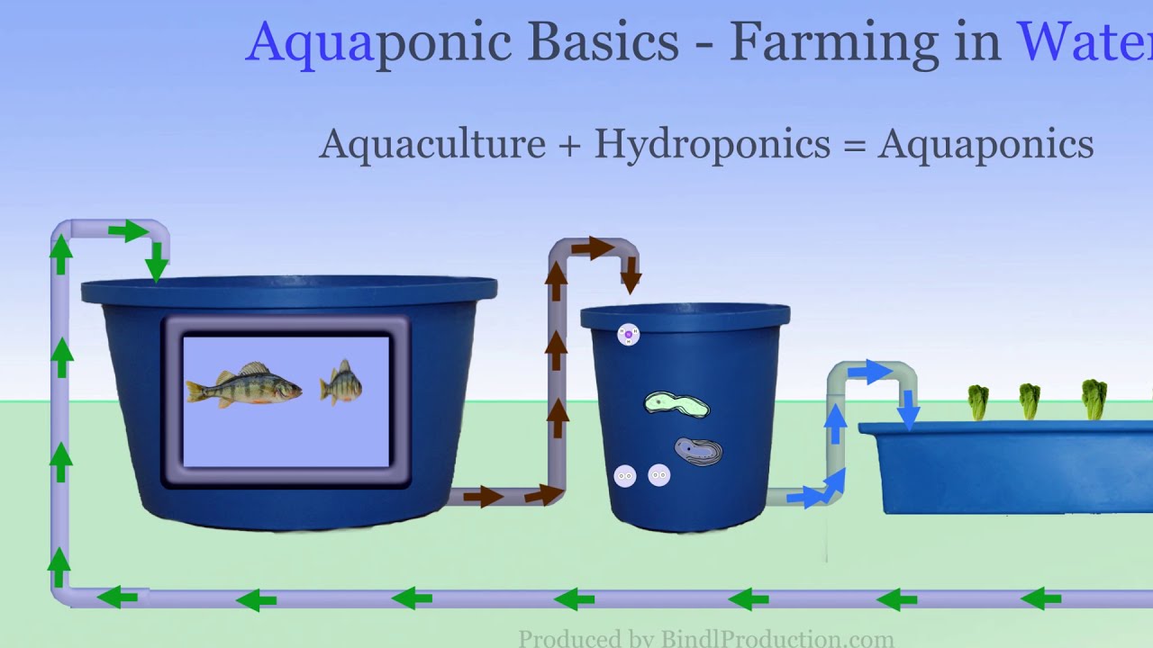 Aquaponic Systems - The Basics of Farming without soil