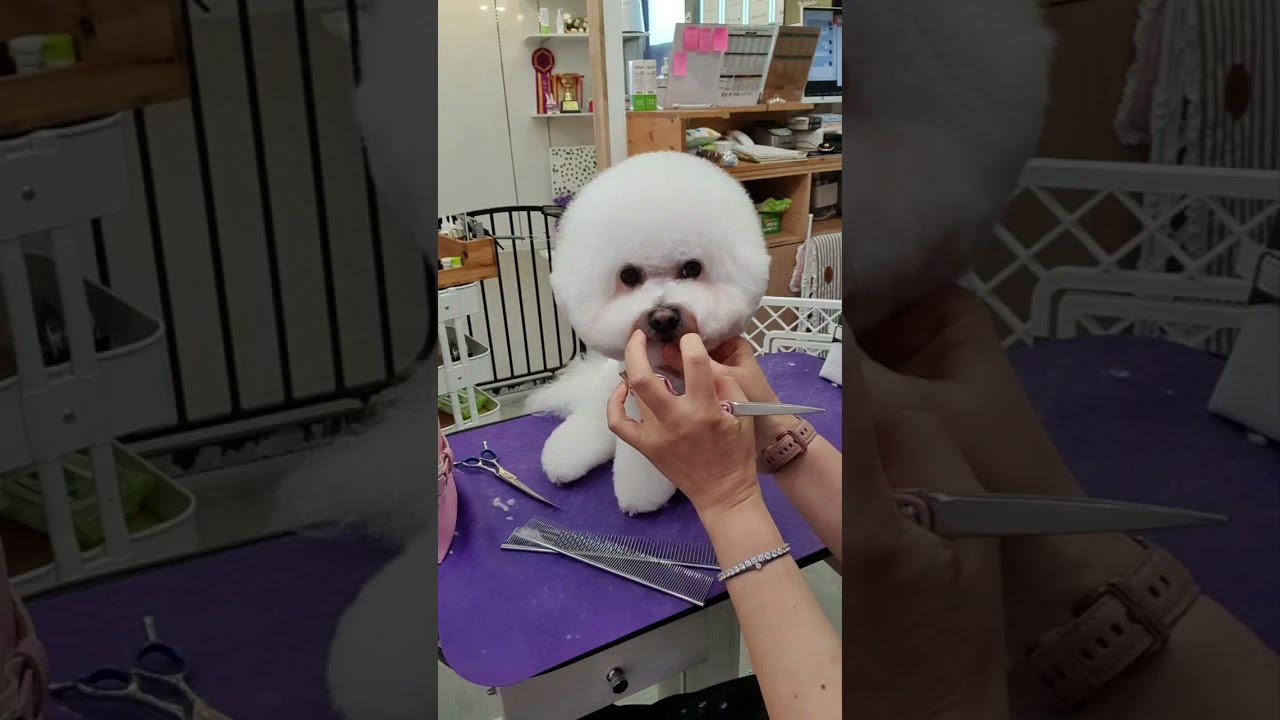 bichon frise 비숑프리제 하이바컷 pet style