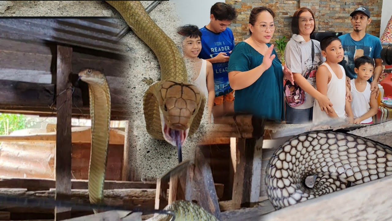 MONSTER KING COBRA NAPALABAN SI COBRA PRINCE #cobraprince