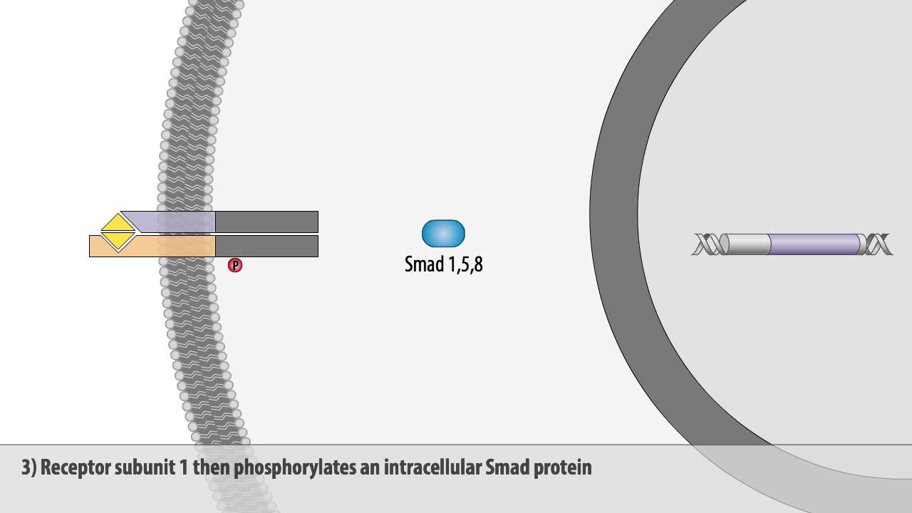 The BMP signaling pathway