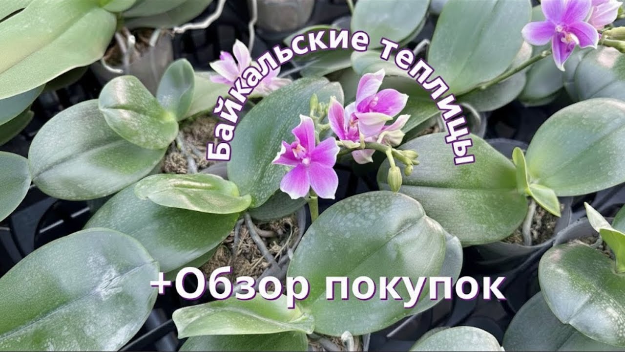 Орхидеи из Байкальских теплиц: Стоит ли их покупать? Честный обзор