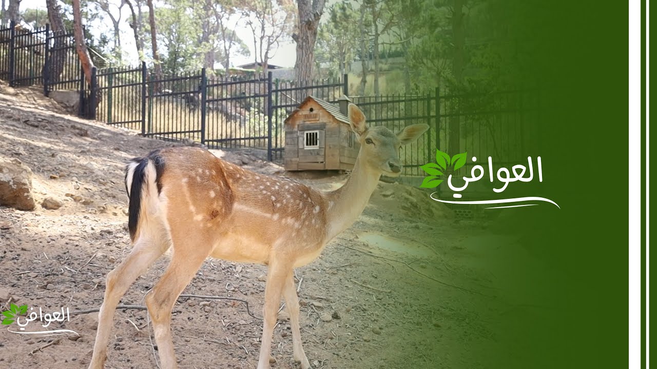 ما هي خطوات تربية الغزلان؟ وهل يمكن أن تعيش في حديقة المنزل؟