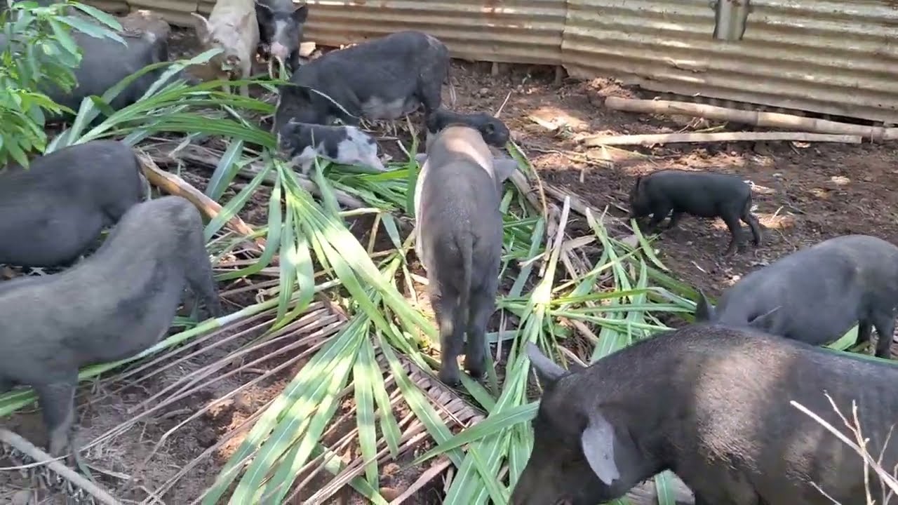 50k to 100k kita per month sa native pigs minifarm (paano)