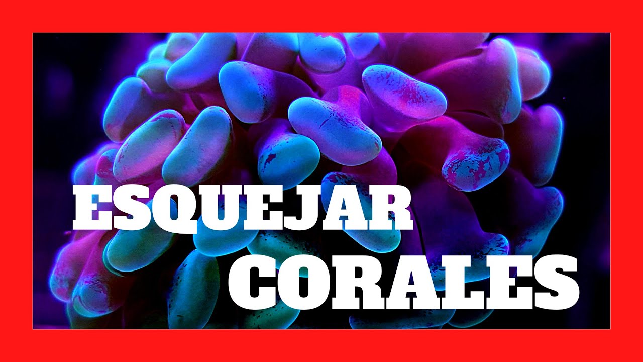 ¡ME DA MIEDO ESQUEJAR CORALES!  😬♒️