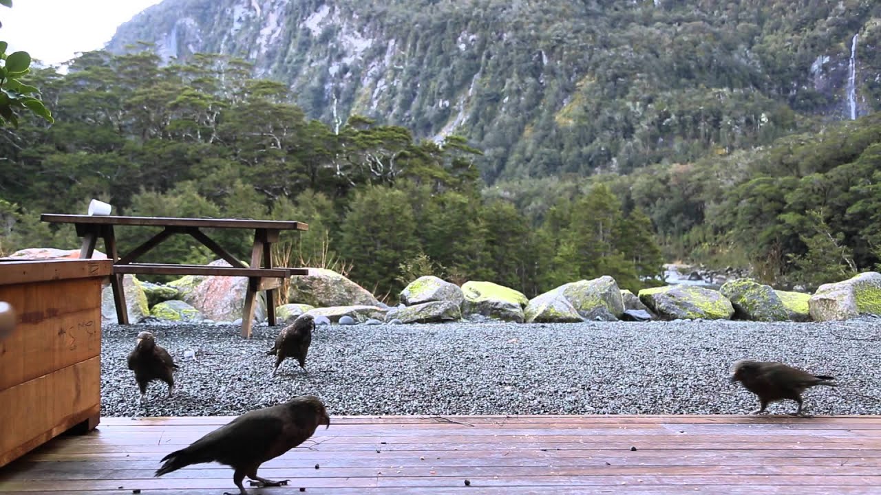 Nouvelle Zelande Ile du Sud Kéa Oiseaux sauvages qui jouent / New Zealand Savages birds Kea