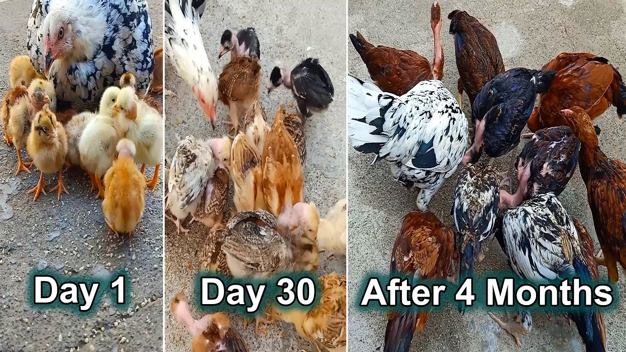 White hen chicks complete growth video from day 1 to day 120 - hen harvesting eggs to chicks