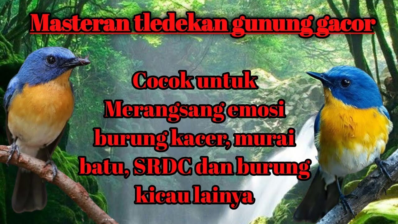 Masteran tledekan gunung gacor|cocok untuk merangsang emosi  kacer, murai , SRDC dan burung lain