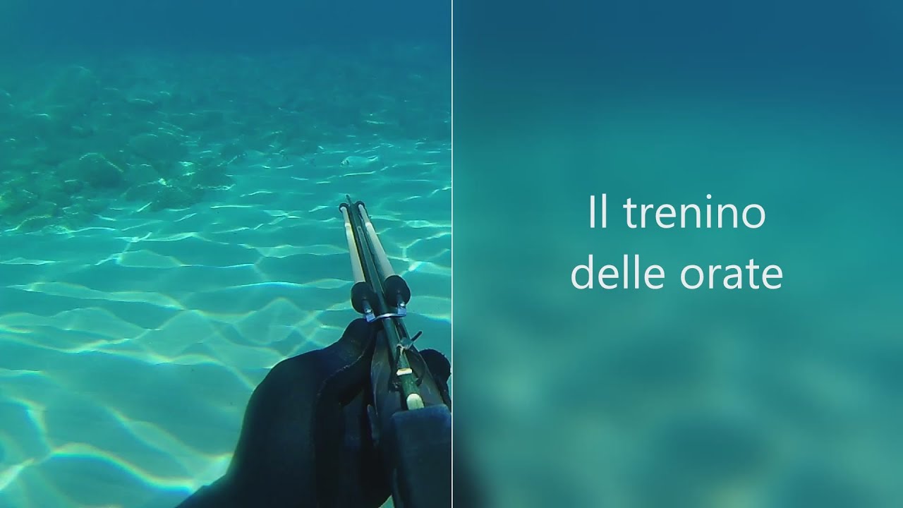 Il trenino delle Orate. Pesca in apnea in acqua bassa. Spearfishing Cressi sub Comanche 90.
