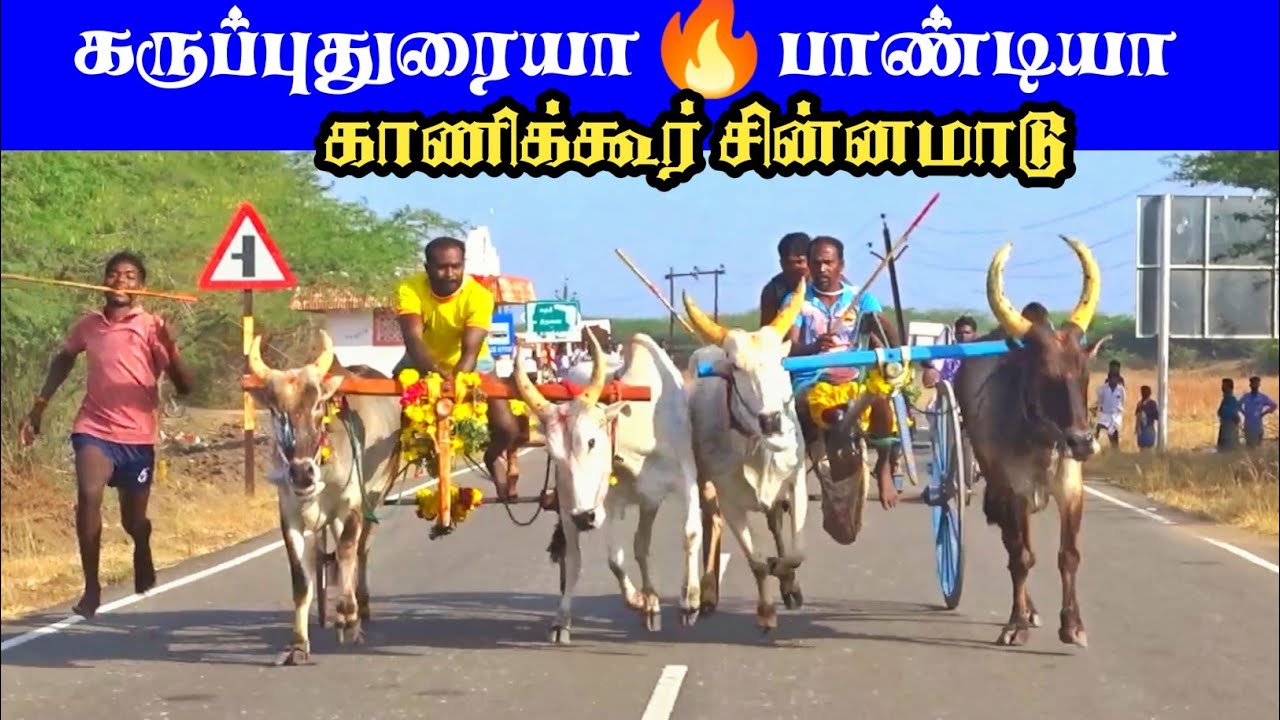 இராமநாதபுரம் மாவட்டம் காணிக்கூர் சின்னமாடு பந்தயம் 