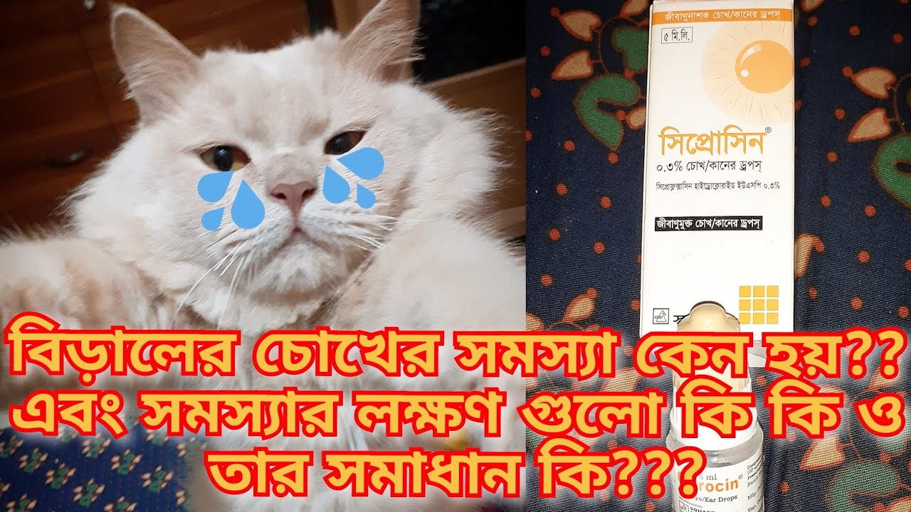 বিড়ালের চোখের সমস্যা | Biraler Chokh Diya Pani Porle Ki Korbo | বিড়ালের চোখ দিয়ে পানি