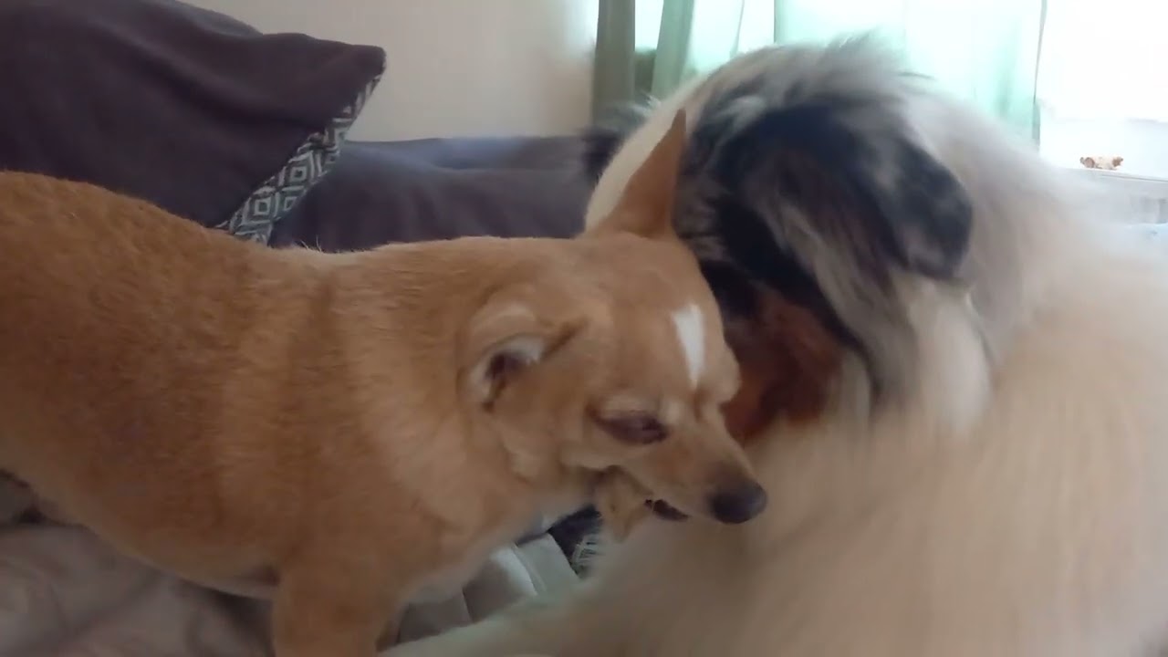 Zwei Dickköpfe und ein Knochen... #dog #hund #lustig #funny #doglife 