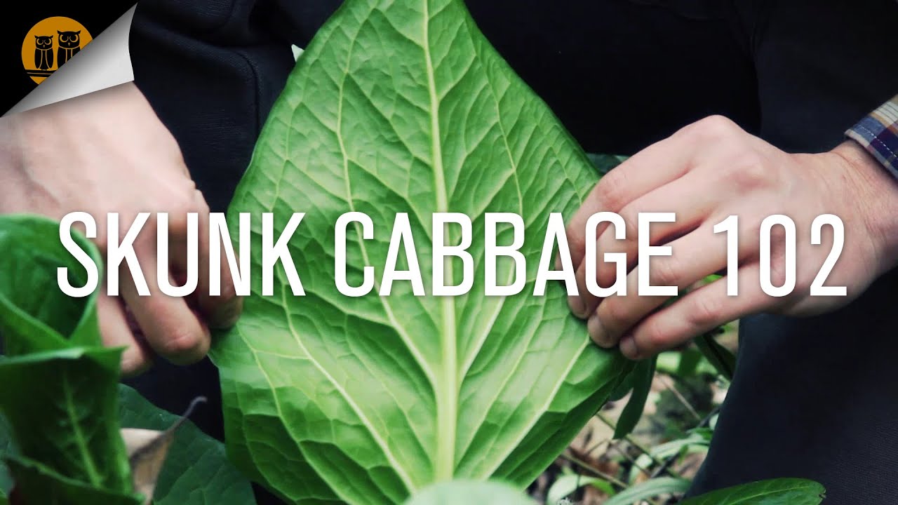 Skunk Cabbage 102