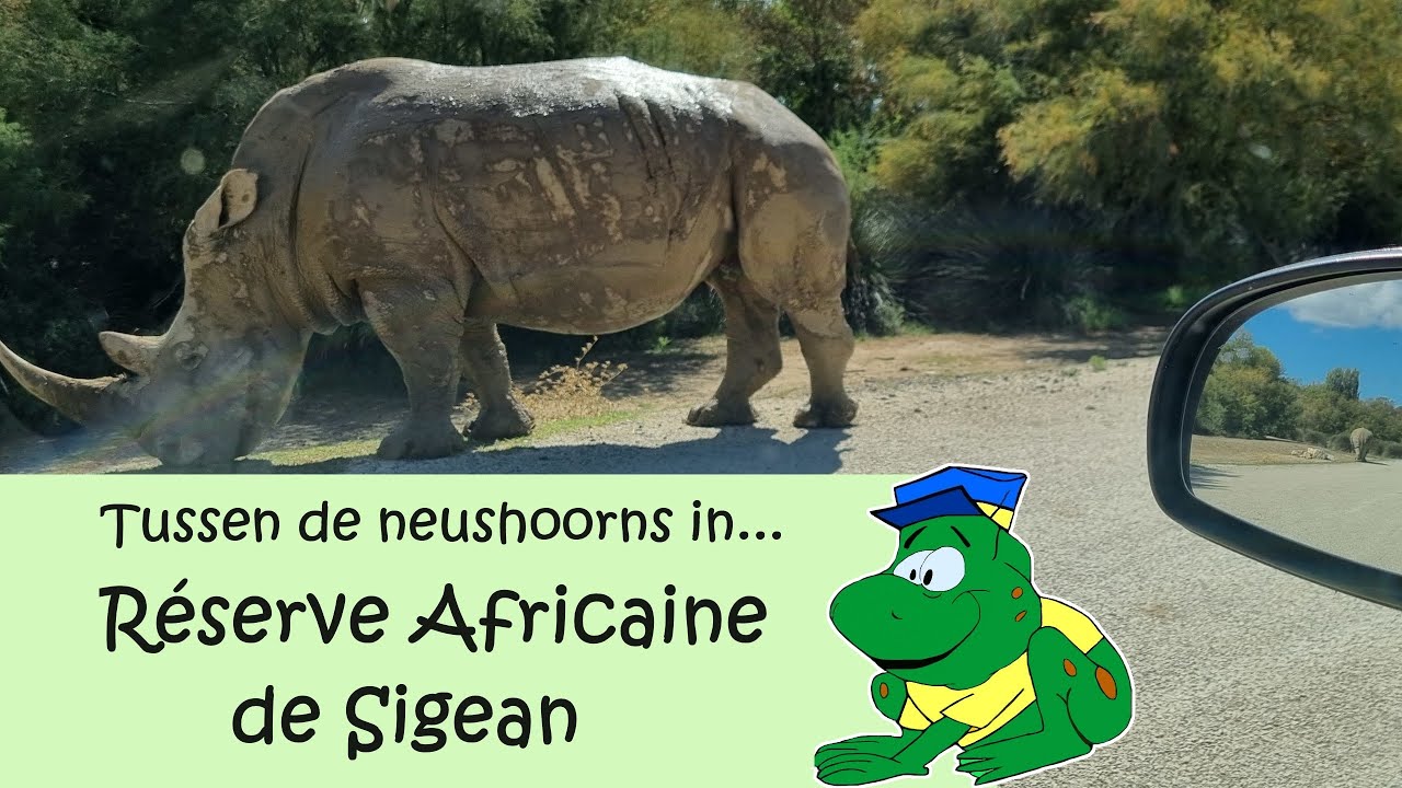 Réserve Africaine de Sigean, tussen de neushoorns