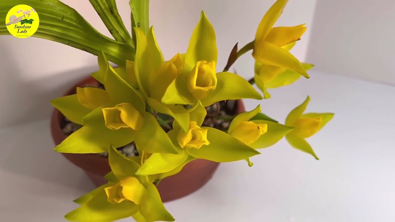 Lycaste aromatica in bloom and care tips
