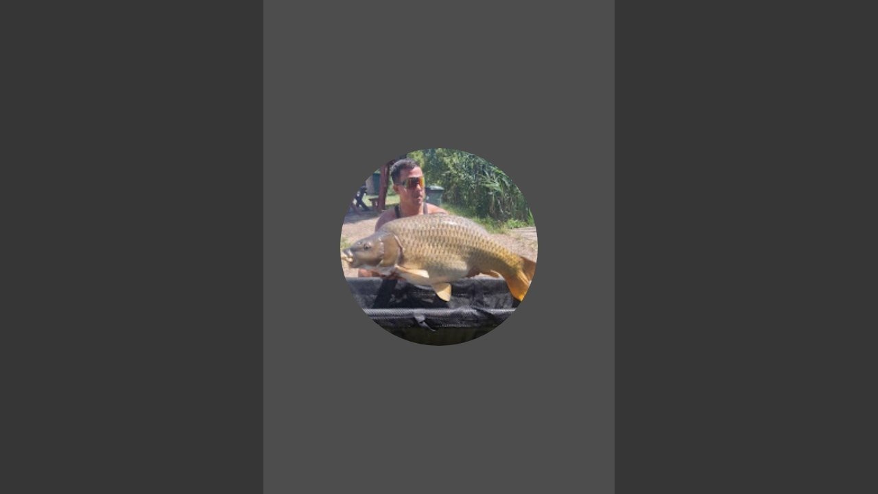 BIG FISHING nagy halas Live! #motivation #carp #carpfishing #fishing #fish #live #bigfish