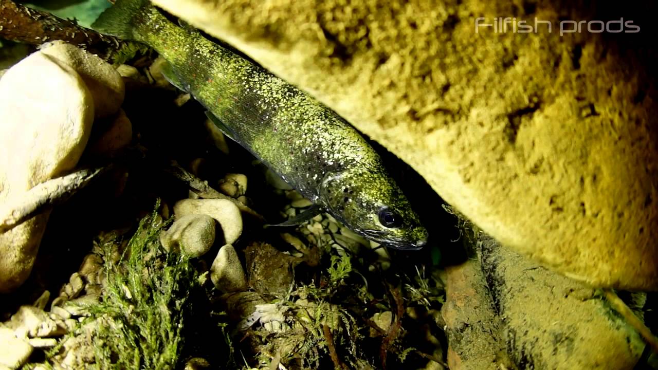 Poissons sauvages X (fresh water fish compilation)