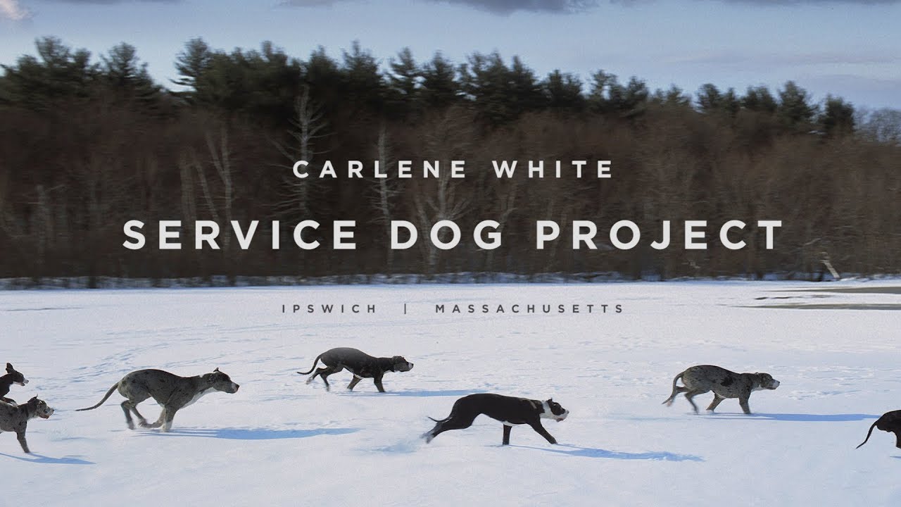 Service Dog Project