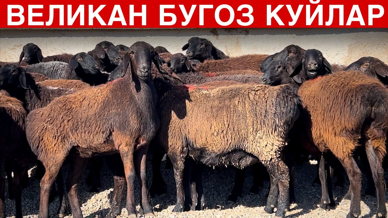 Sotildi! BARAKA BULDI!