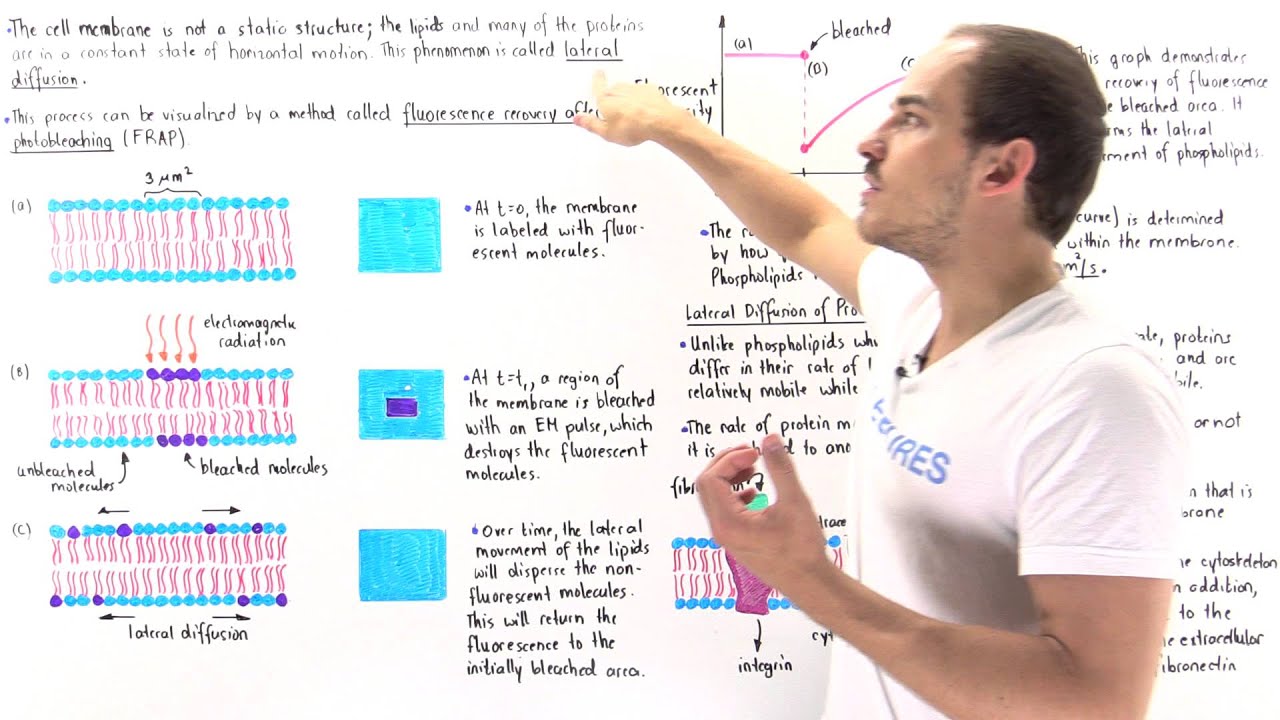 Lateral Diffusion of Lipids and Proteins
