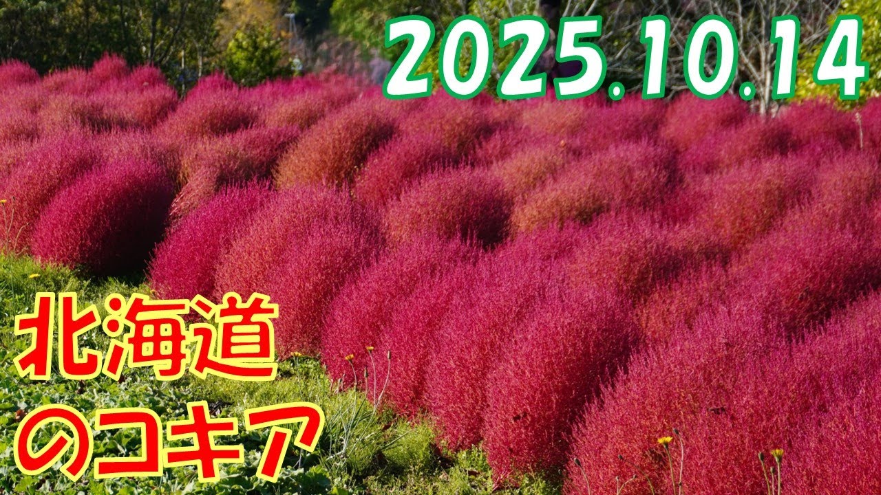 【2025.10.14】定山渓の紅葉と北海道最大級のコキアの丘