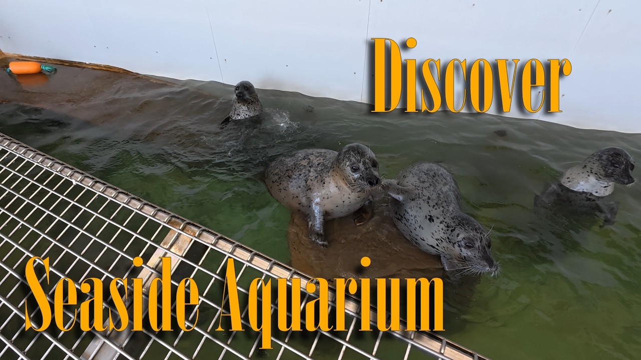 Feeding the Sea Dogs!  Seaside Aquarium ***WARNING:  THEY SPLASH!!***