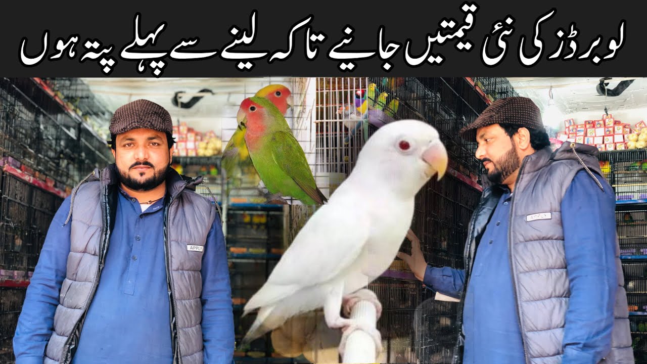 Love Birds Prices In Pakistan | Albino Red Eyes , Par blue, Lutino Personata, Fisher , peach face