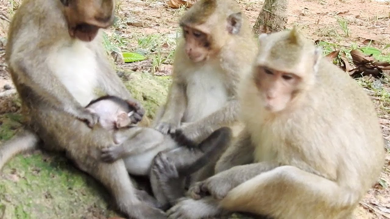 Baby Monkey Kidnapped By Teenage Monkeys