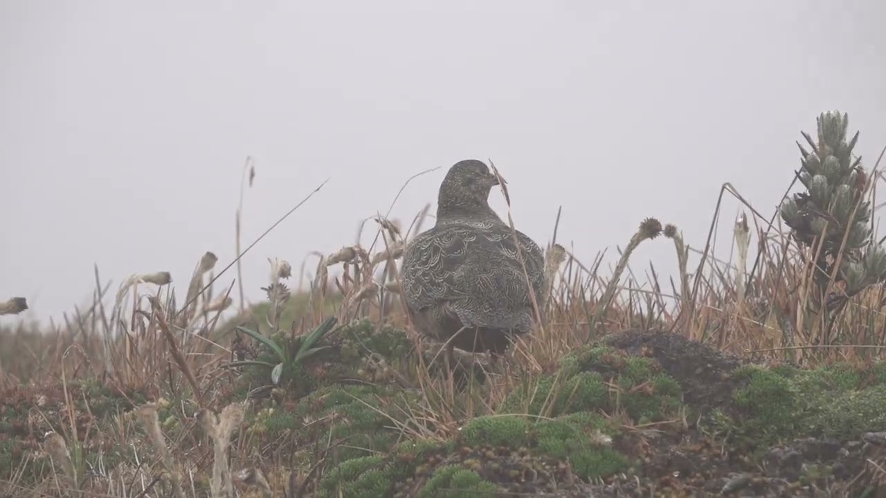 Rufous bellied Seedsnipe Papallacta Pass 12 18 25