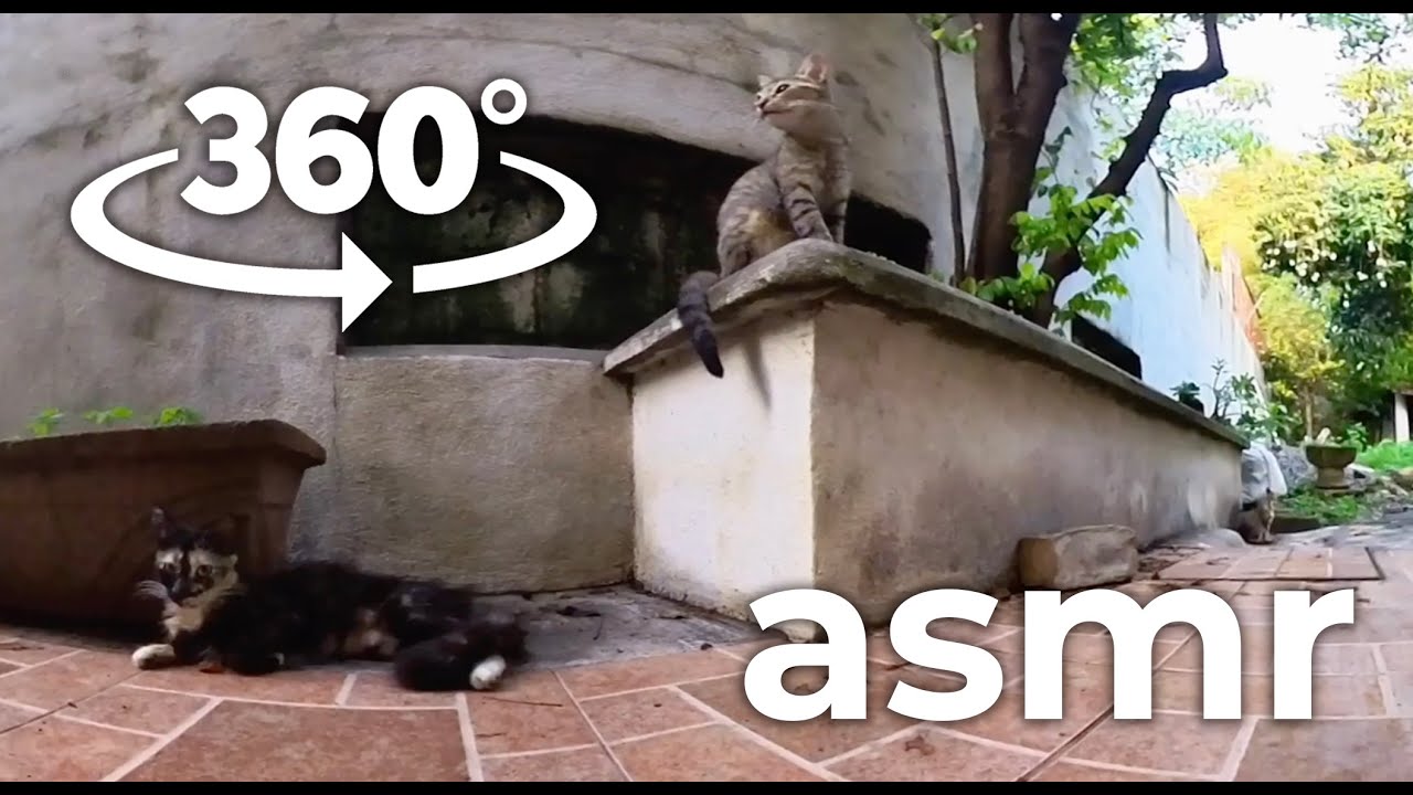 Kormleniye KOTOV kroketami vr360 ASMR