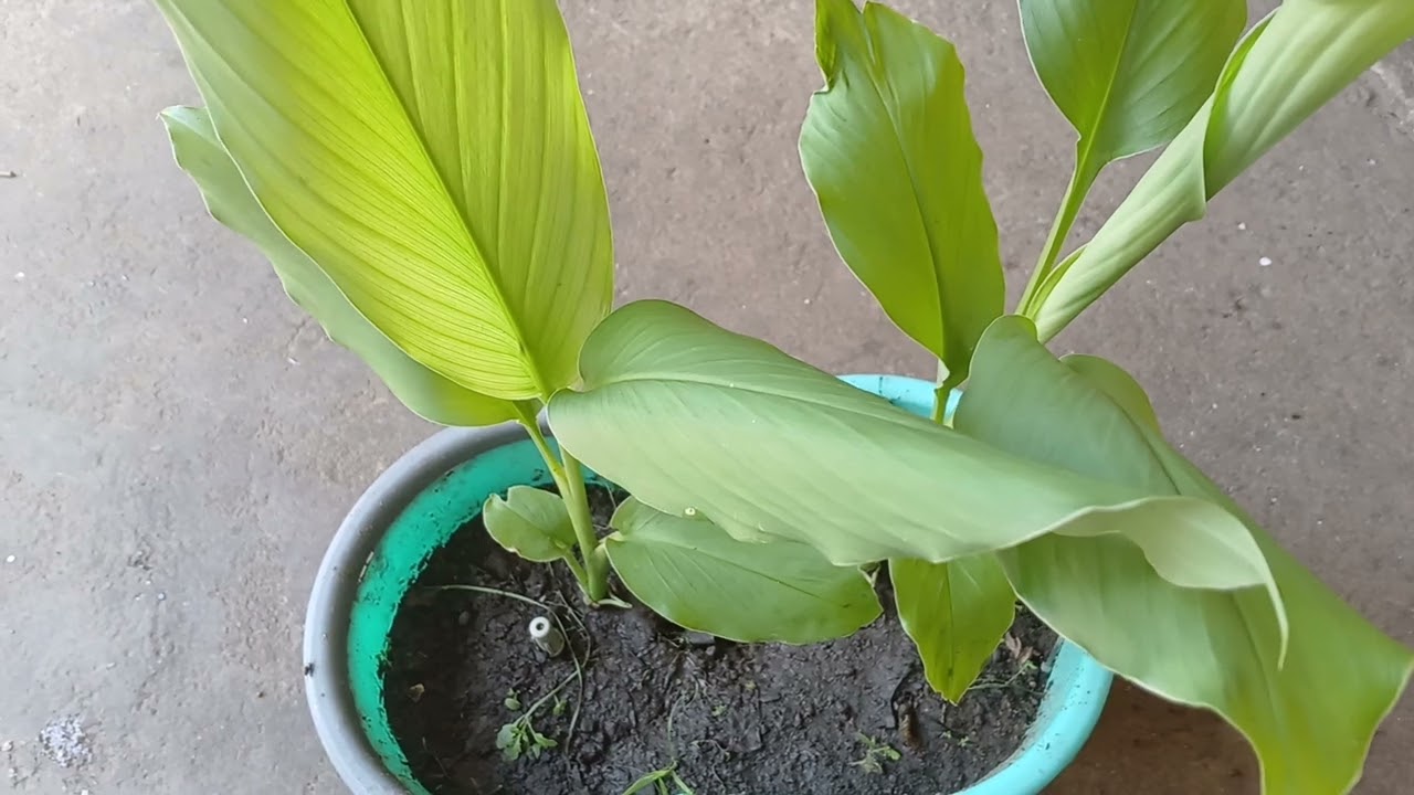 Plante Açafrão em vaso. #plante #Açafrão #curcuma #natural #ecológica #vidanaroça