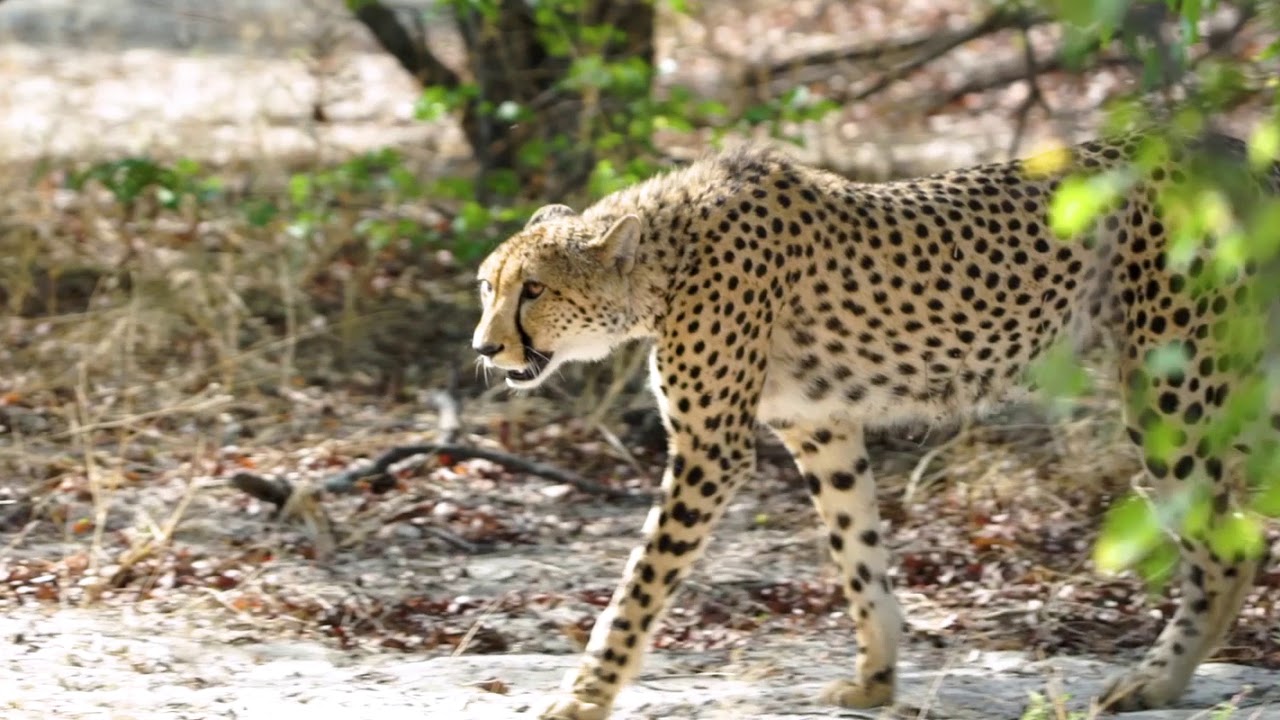 Wilderness Qorokwe Camp