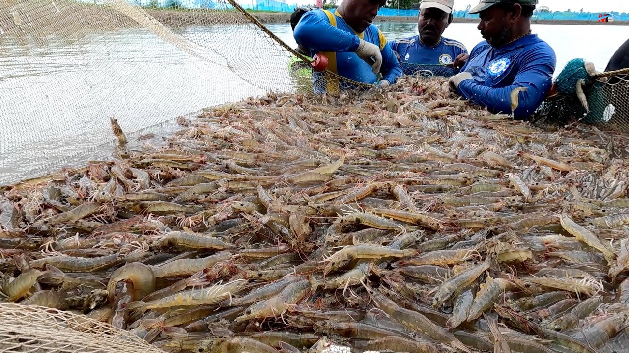 SYOK! Di Air Tawar Panen Udang Vannamei