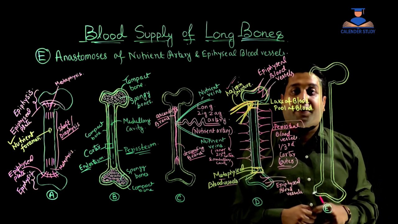 Anatomy - Blood Supply of Long Bones - Everything You Need to Know