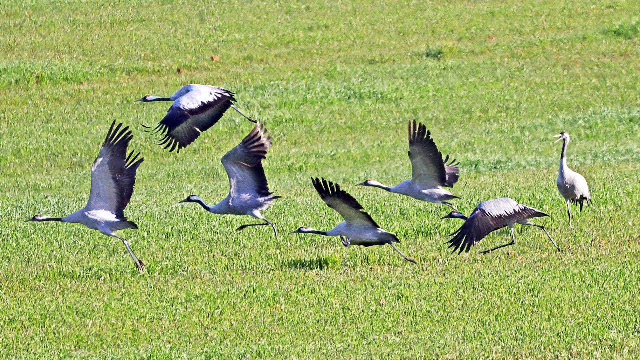 Common crane Call Grus grus Sound Grou-comum