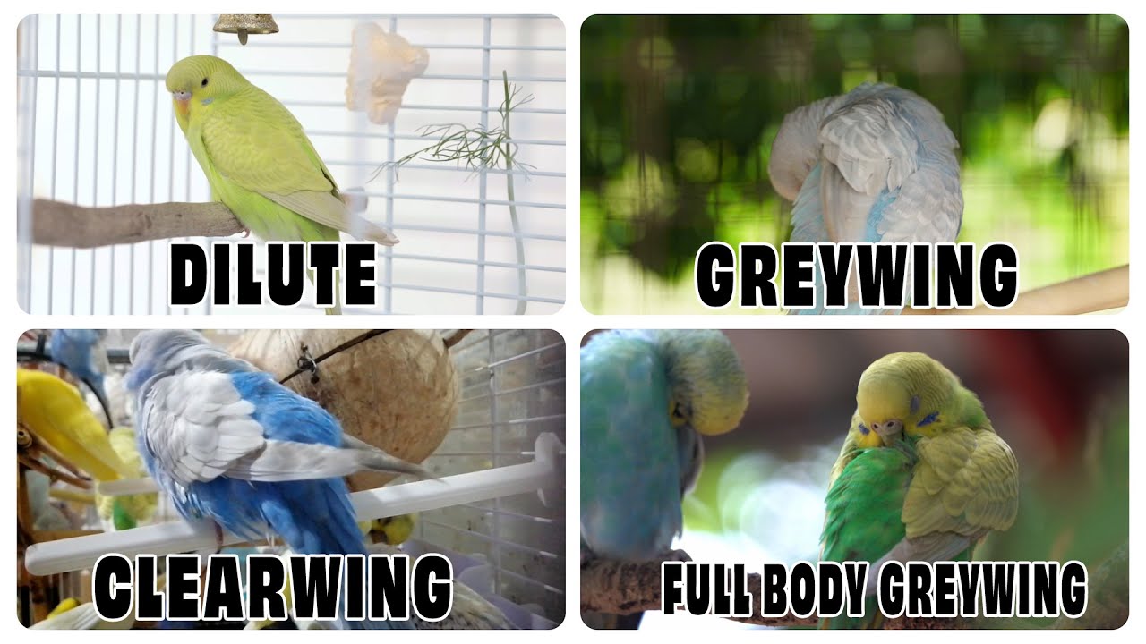 Budgie Dilution: Clearwing, Greywing, Dilute & Full Body Greywing
