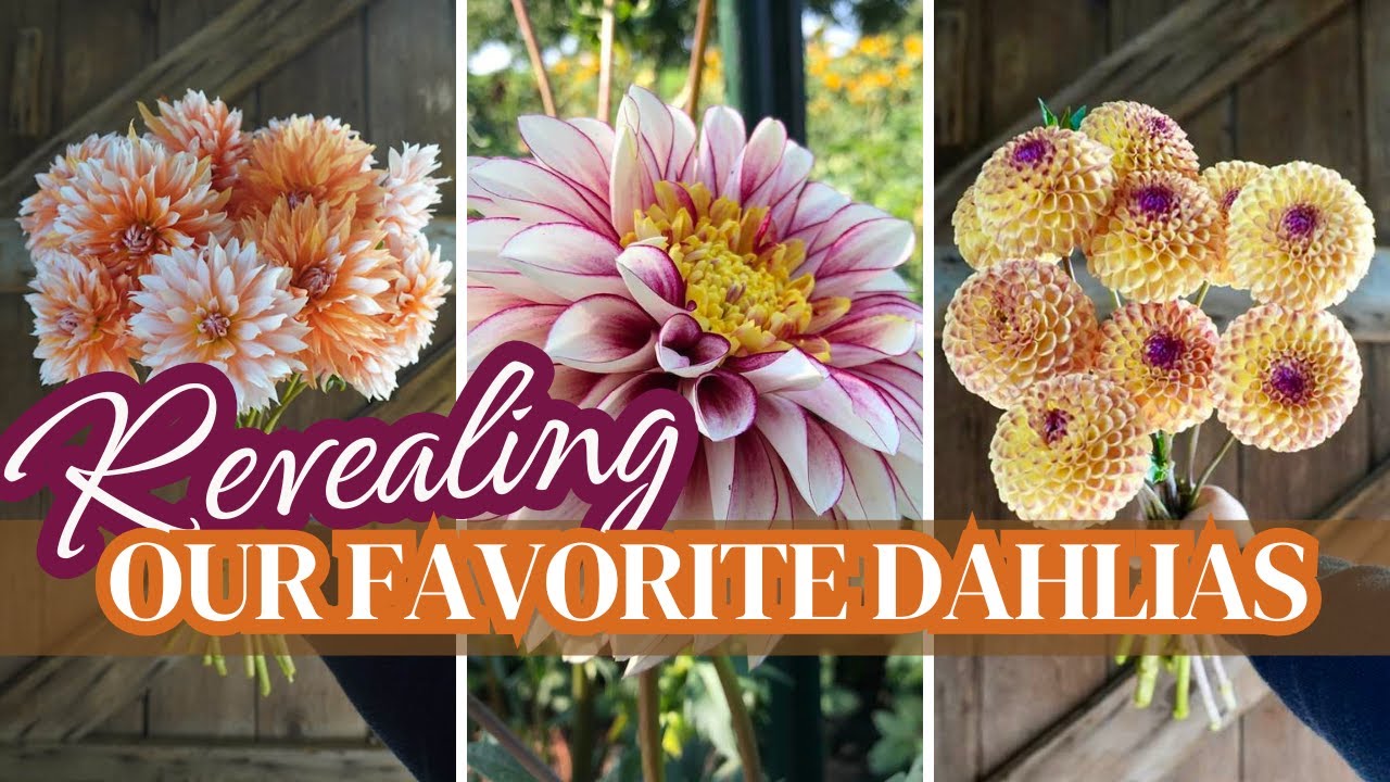 The Best DAHLIAS for Your Cutting Garden (Sharing the Top Varieties We're Growing this Season!)