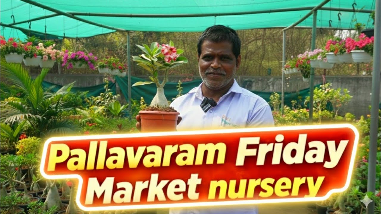 Pallavaram Friday Market 🌿 Devi Nursery Garden Full Tour | Plants Prices & Varieties 2026