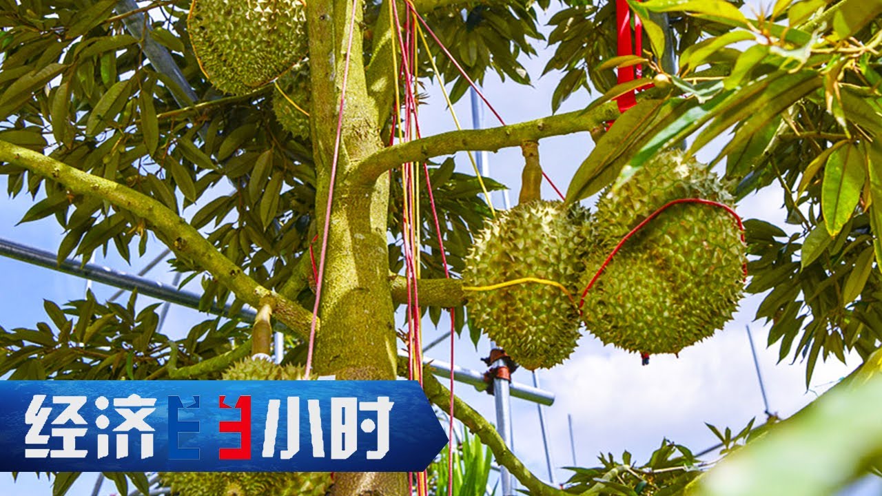 国产榴莲来了！一颗榴莲能卖千元！9年摸索终于扎根，海南榴莲惊喜连连 「经济半小时」20230731 | 财经风云