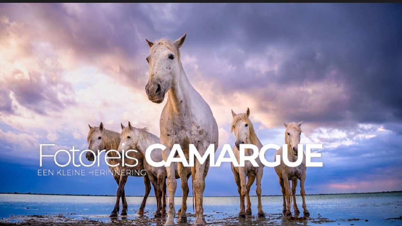 Een terugblik op onze fotoreis naar de Camargue 2025