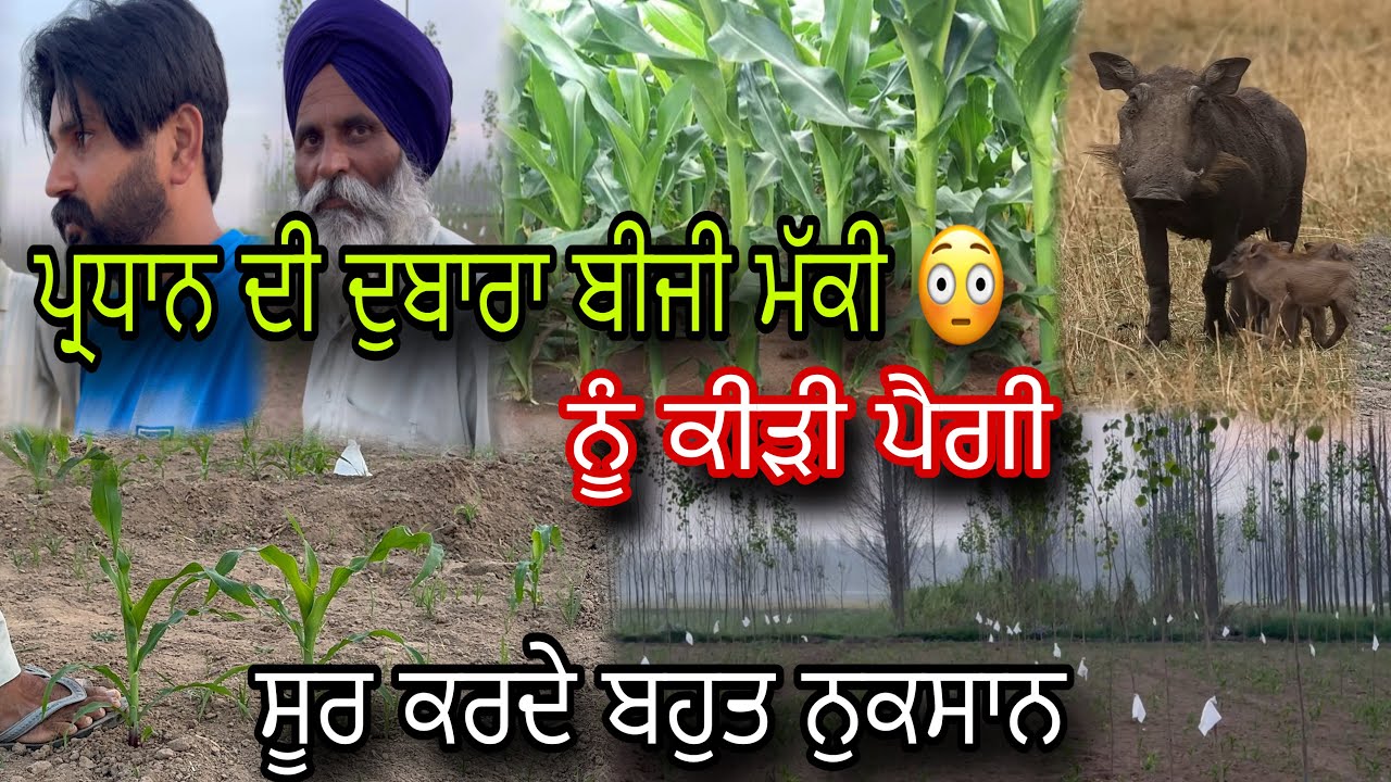ਪ੍ਰਧਾਨ ਦੀ ਦੁਬਾਰਾ ਬੀਜੀ ਮੱਕੀ ਕਿਵੇਂ ਰਹੀ 
