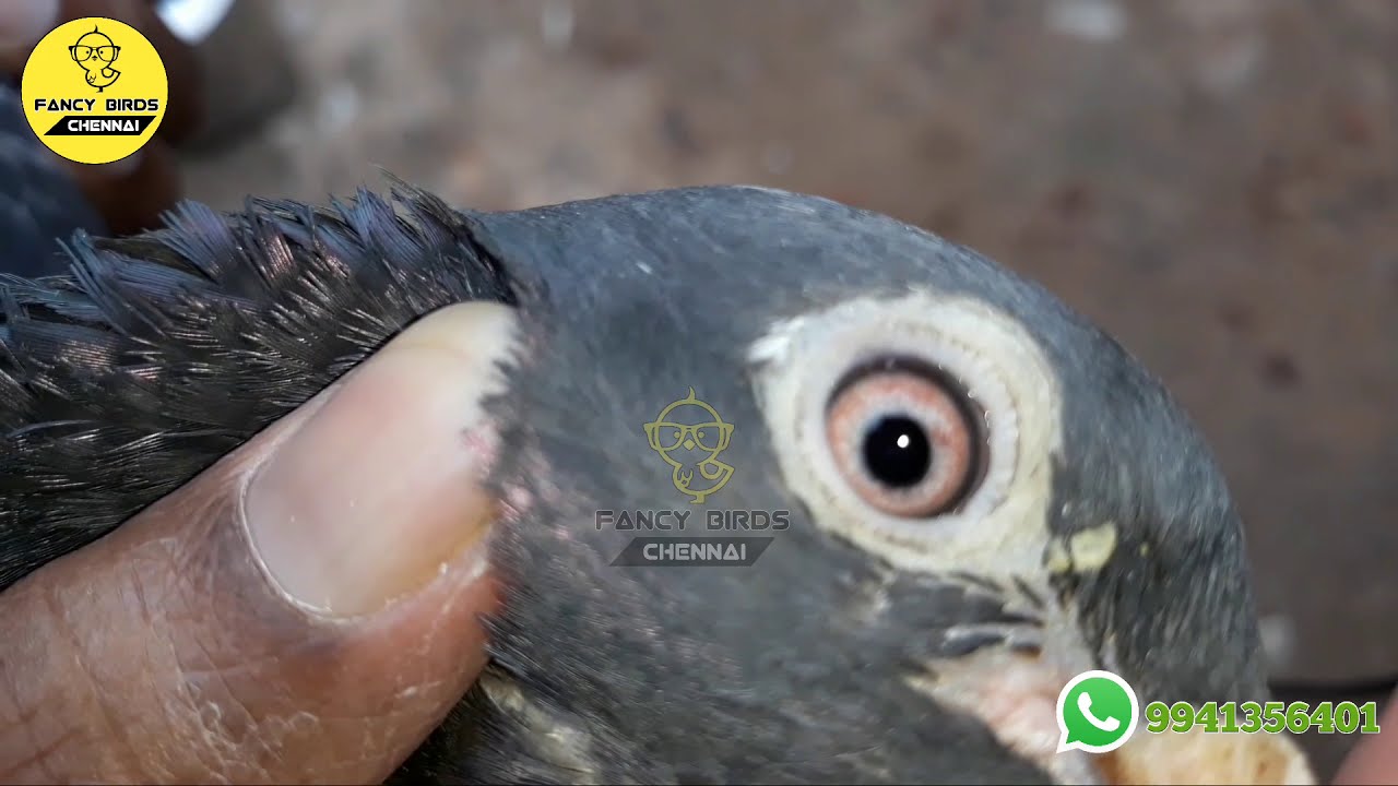 Racing homer red eye  pigeons in தமிழ் | Fancy Birds Chennai
