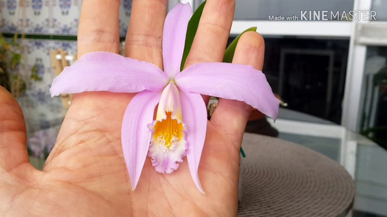 Laelia jongheana. Цветение лаелии йонгхеана.