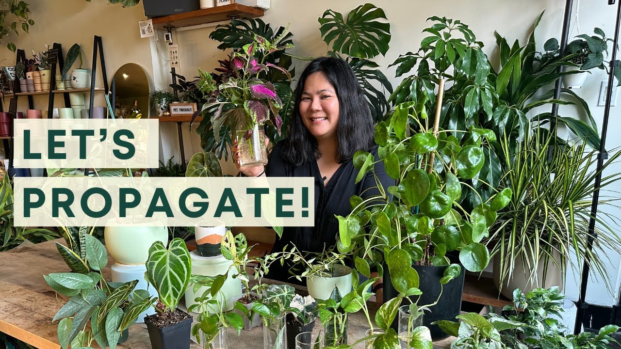 Avoid propagation fail! Tips to propagate plants