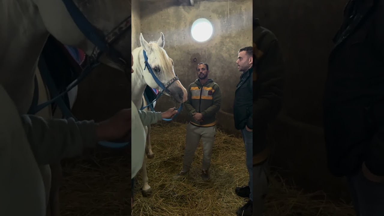 #ابراهيم_توفيق_عكاشه ♥️🐎😂📌جايين نتعلم سوا كيفيه تركيب سرج الحصان مع ناس ذو خبره #توفيق_عكاشه