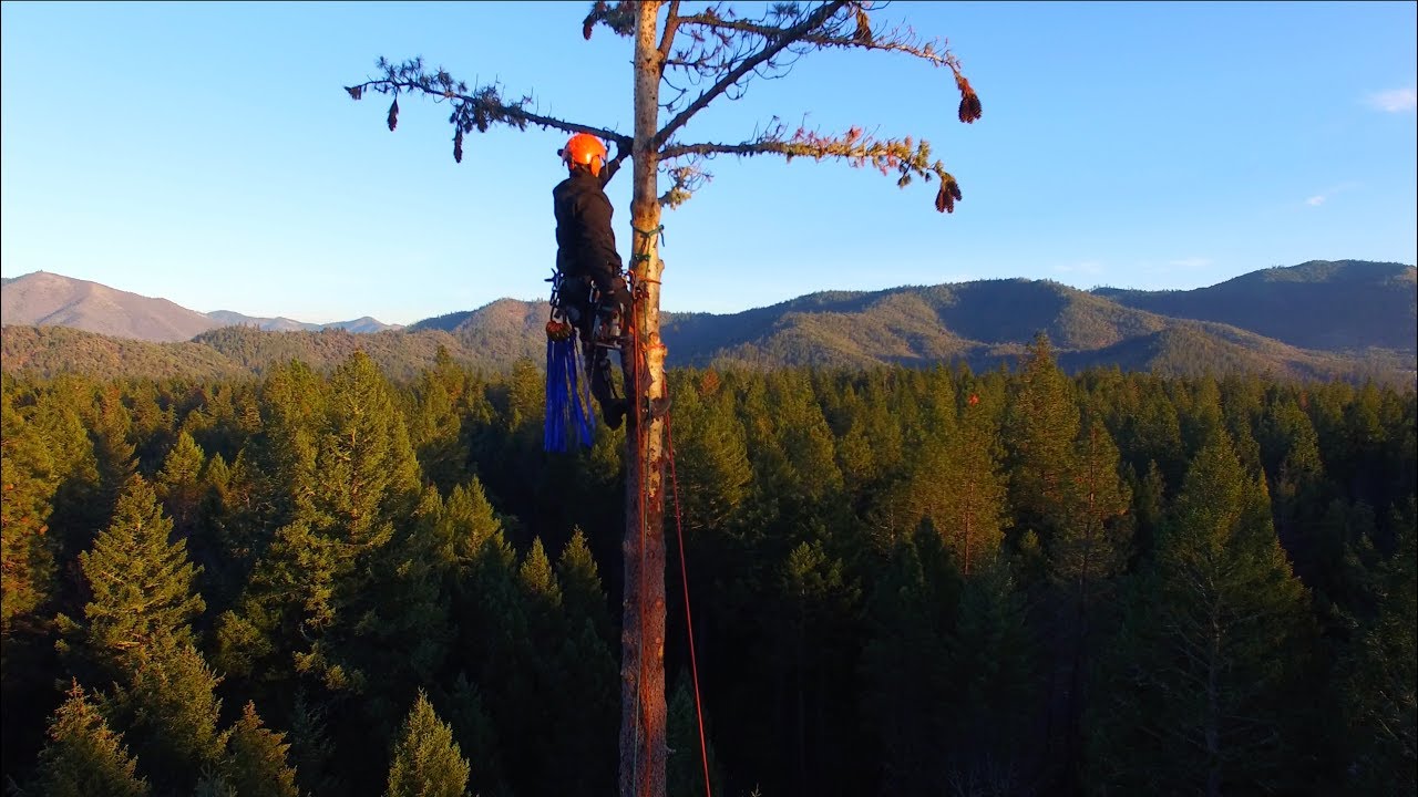 Tree Work With 25 Ton Crane