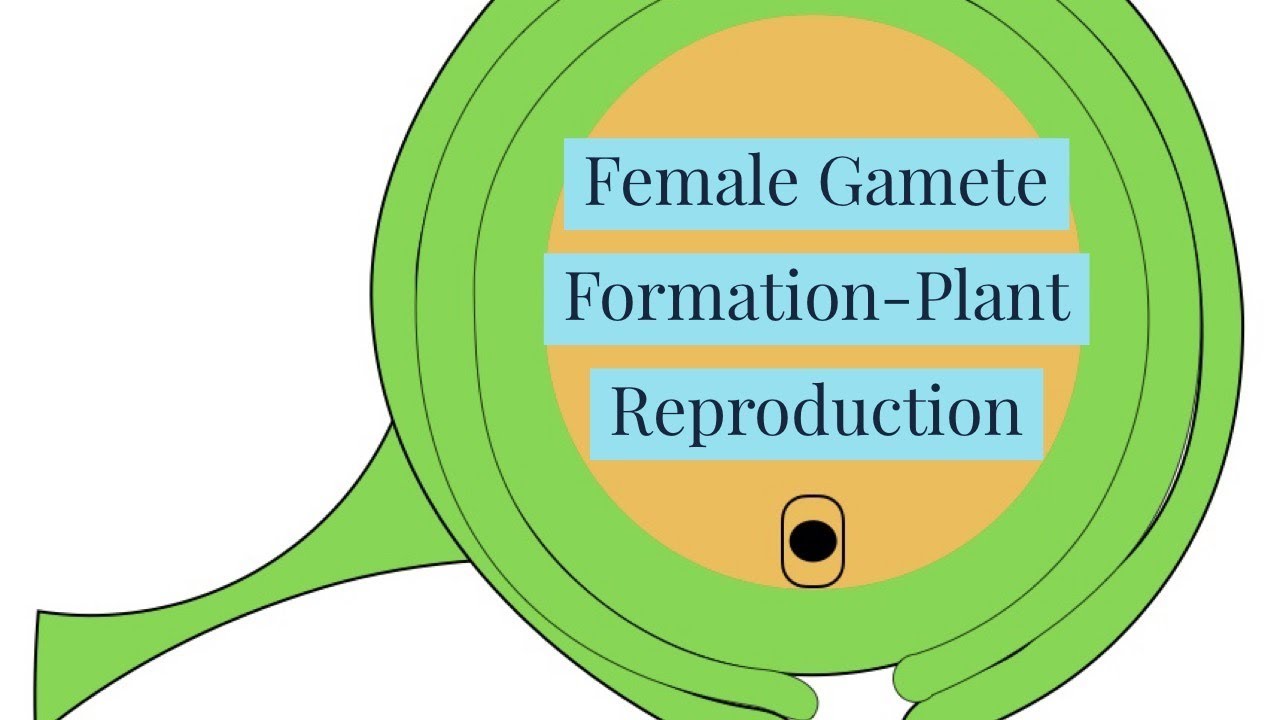 Female Gamete Formation-Plant Reproduction-NEW-Video 1-Plant Reproduction