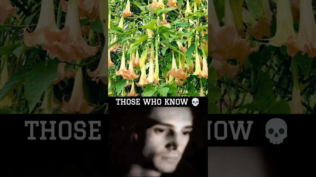 Devil's Breath - A Mind Controlled Plant 💀 #shorts #viral #scopolamine
