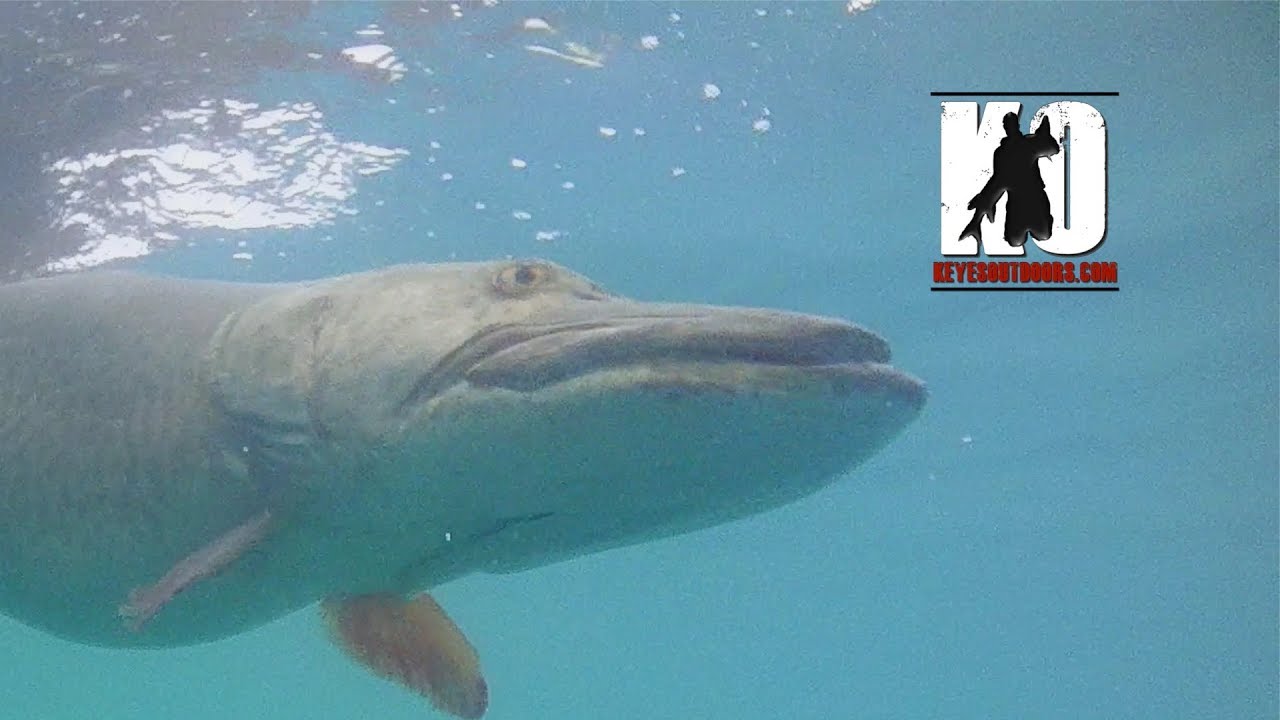 BIG Muskie Misses and Cool Muskie Strikes