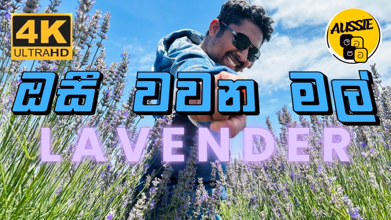 ඔසී වල වවන මල් | Lavender Farm in Australia | Melbourne බොක්ක වටේ | Part 3
