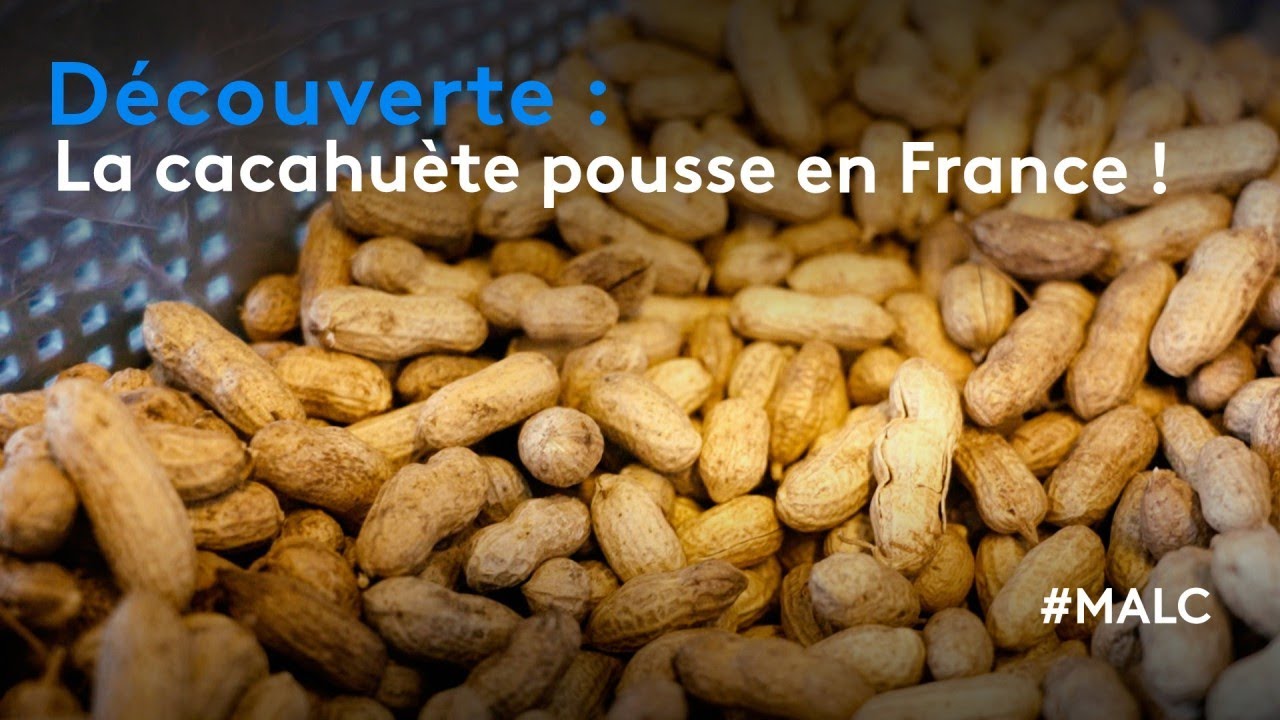 Découverte : La cacahuète pousse en France !